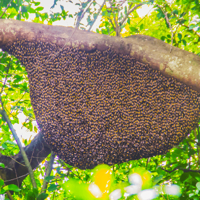 Bee Hive Relocation