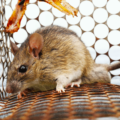 Rodent Exclusion