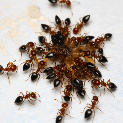 Ant Control